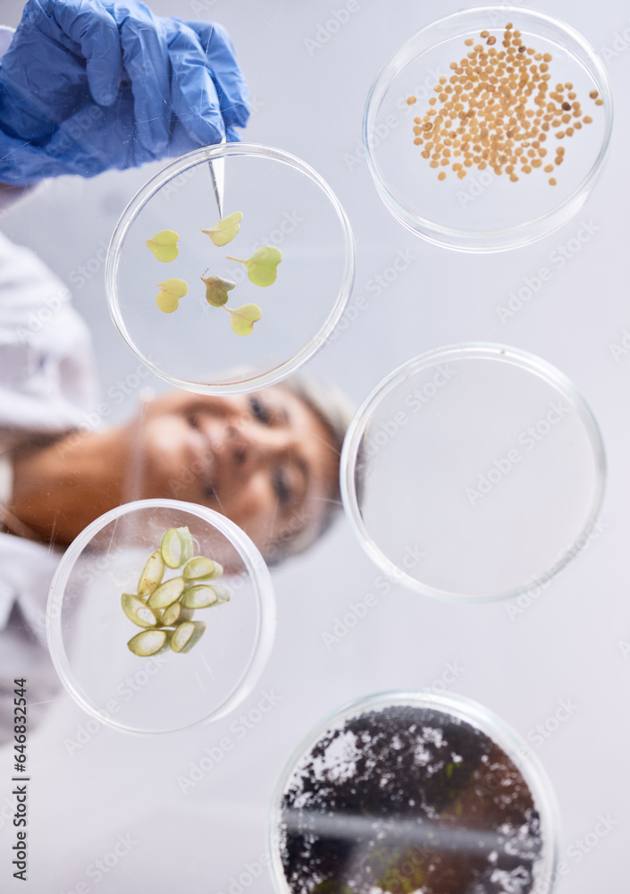 Petri dish, sample and science, ecology and leaves with soil, agriculture and environment, scientist