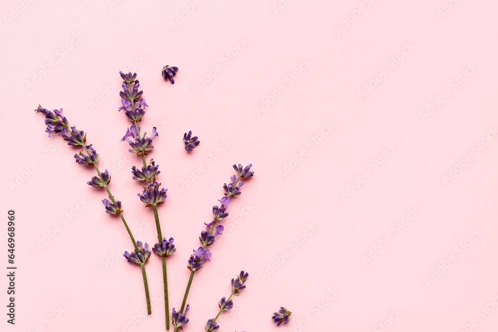 Branches of beautiful lavender flowers on pink background