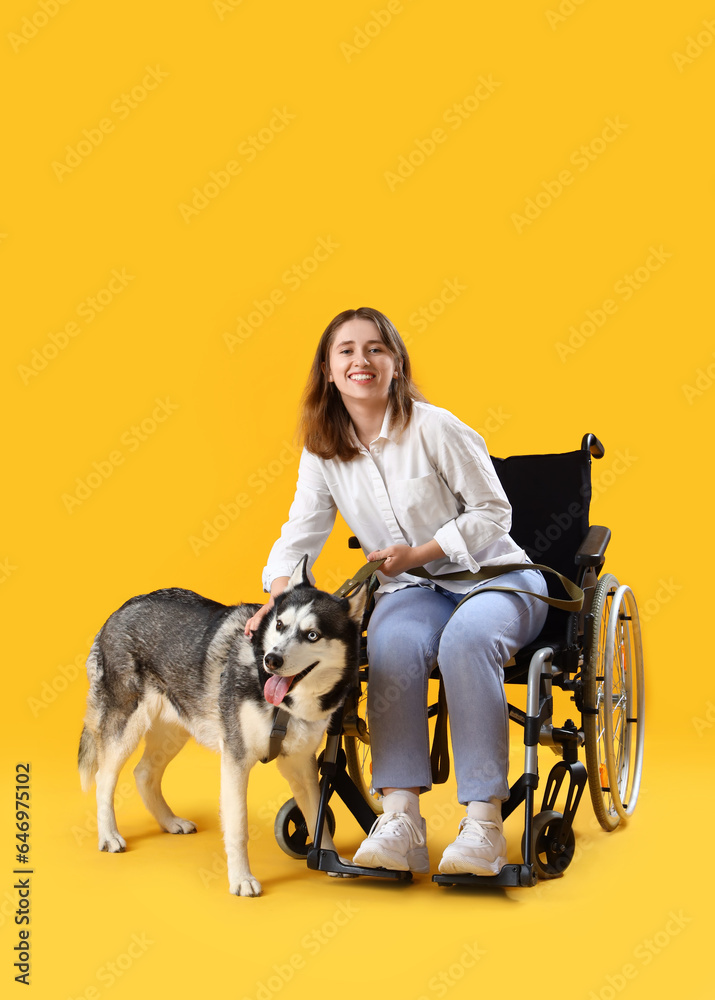 Young woman in wheelchair and with husky dog on yellow background