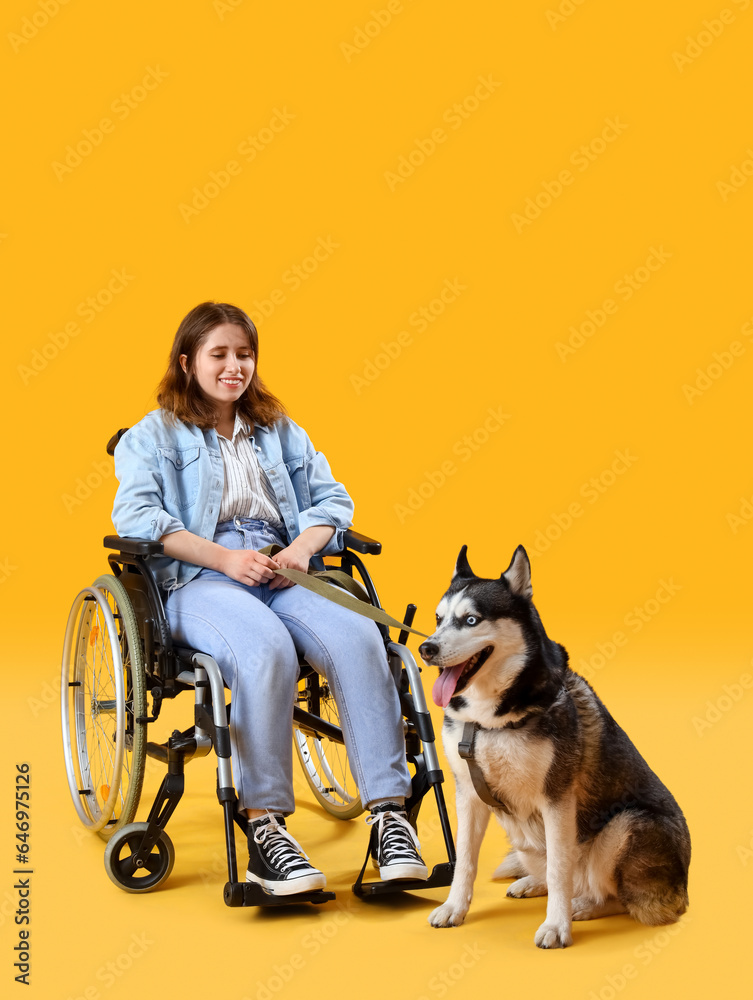 Young woman in wheelchair and with husky dog on yellow background