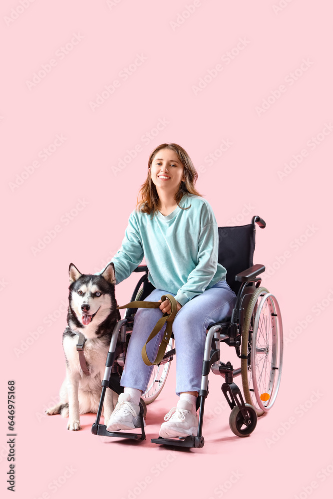 Young woman in wheelchair and with husky dog on pink background