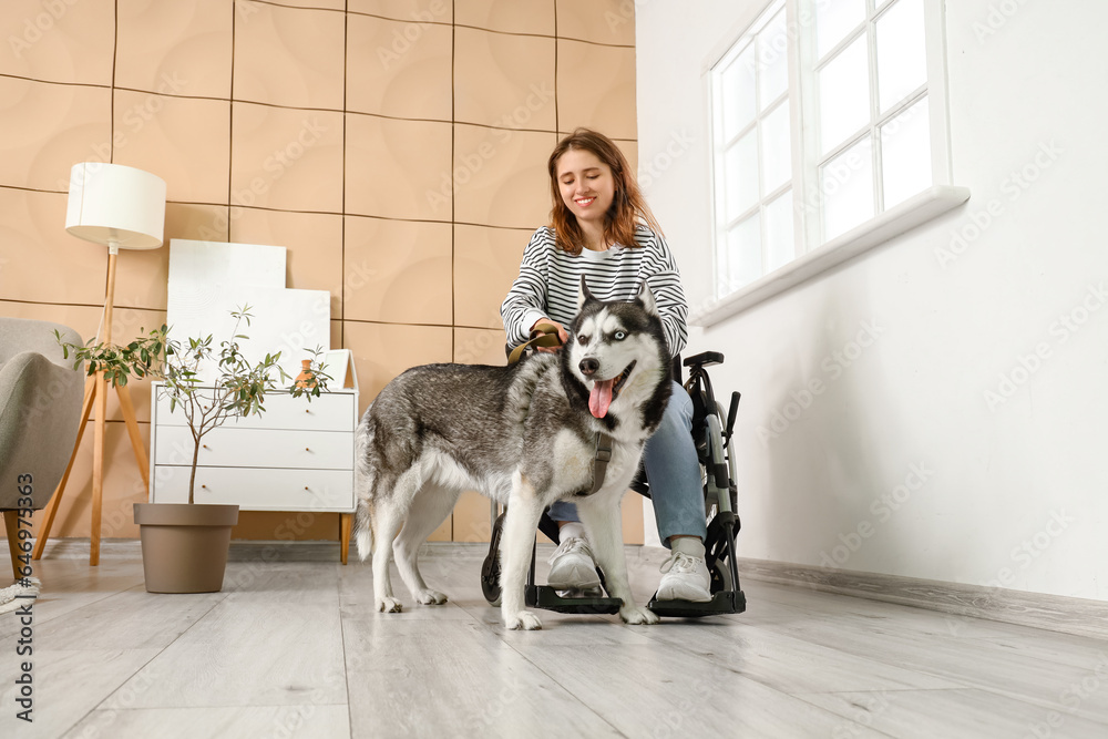 Young woman in wheelchair and with husky dog at home