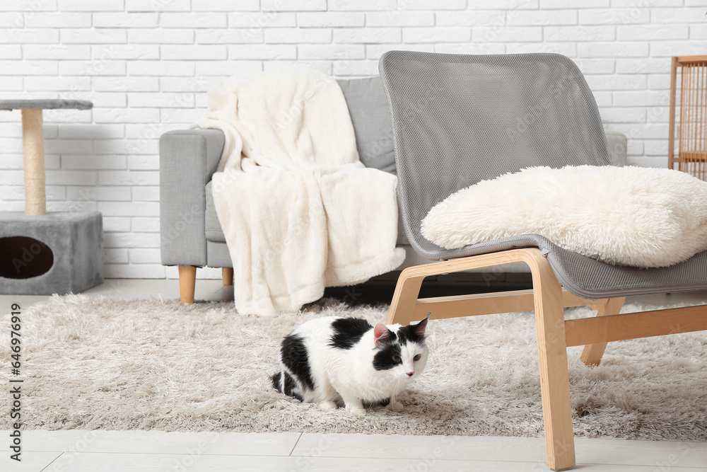 Cute cat on soft carpet in living room