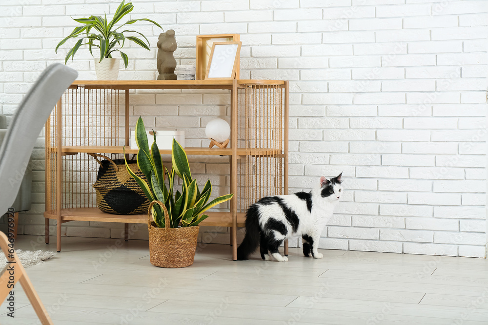 Interior of light living room with cute cat