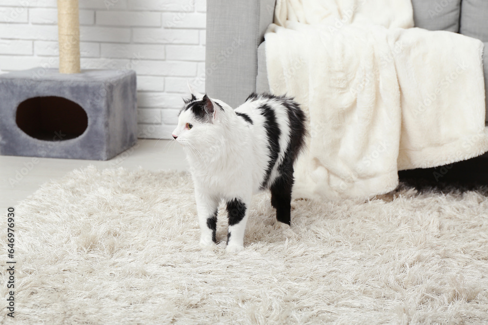 Cute cat on soft carpet in living room