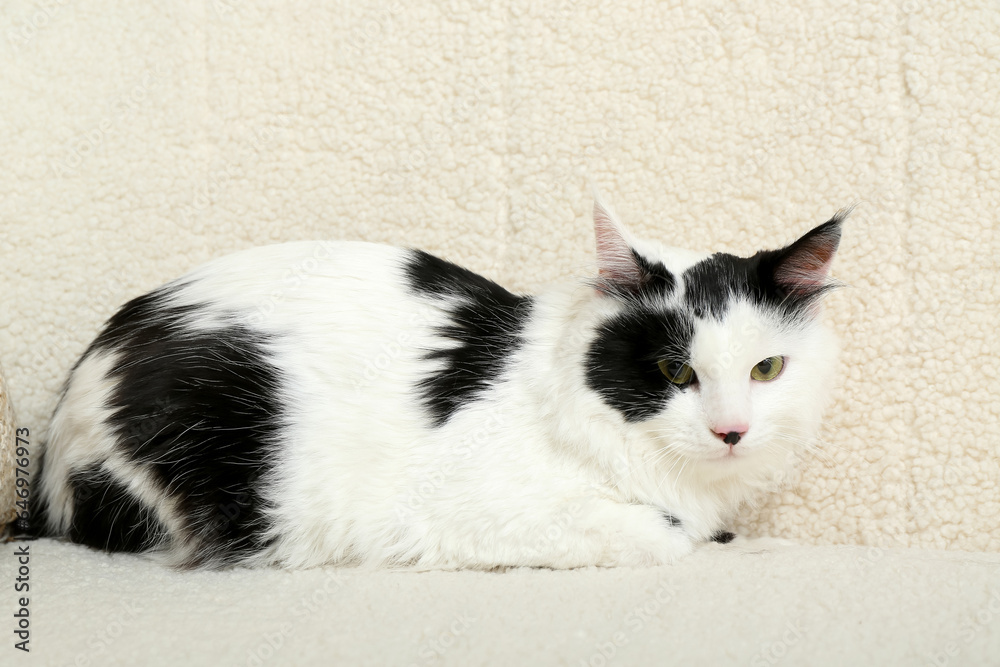 Cute cat on soft sofa in living room