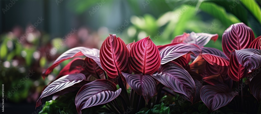 Calathea plant with a blurred background