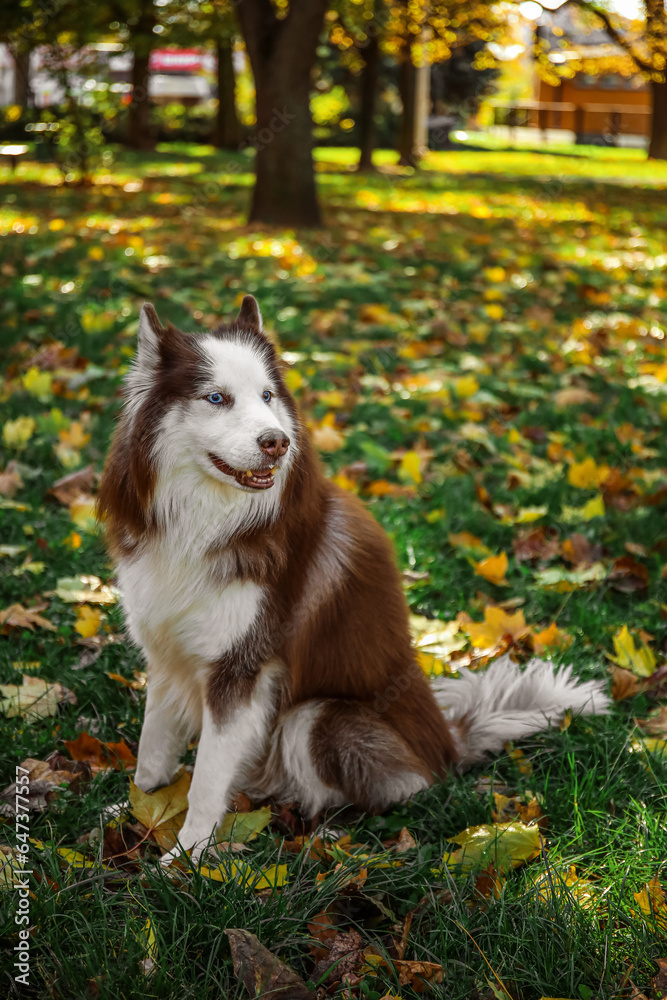 Cute Husky dog sitting in autumn park