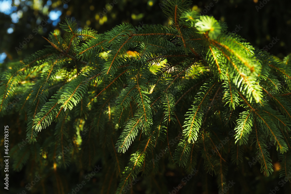 Fir branches in autumn park, closeup