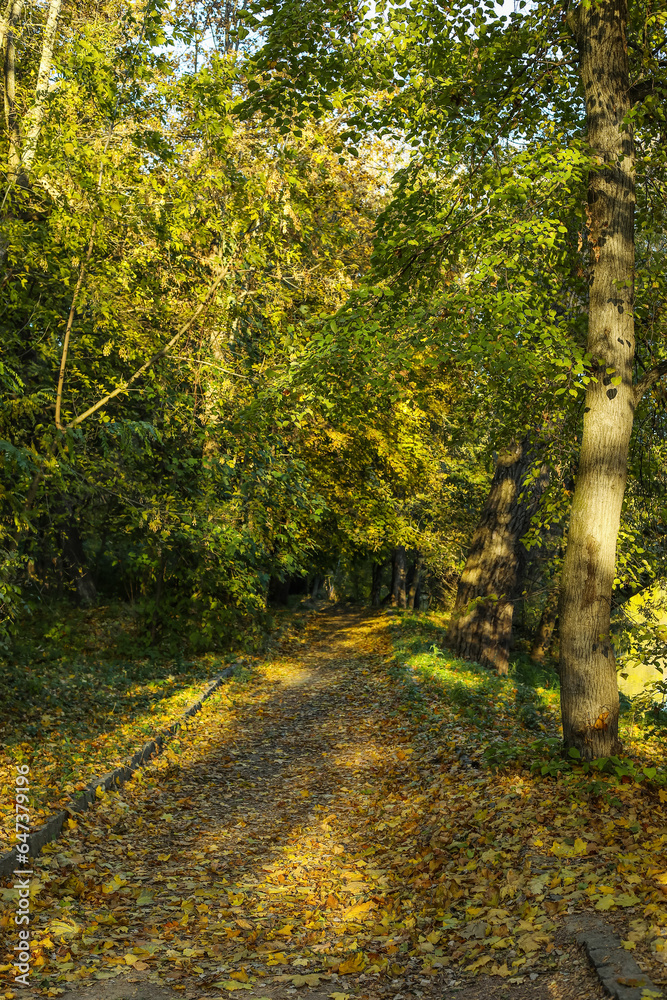 View of beautiful autumn park with trees and fallen leaves