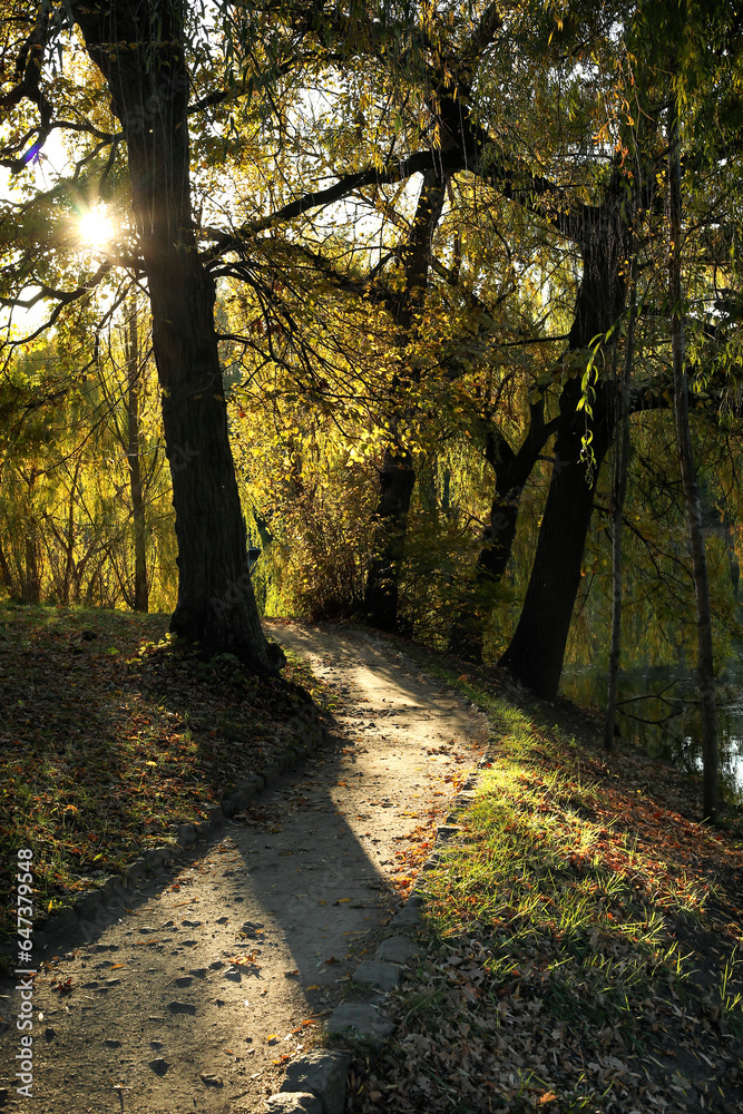 View of beautiful autumn park with trees and fallen leaves at sunset