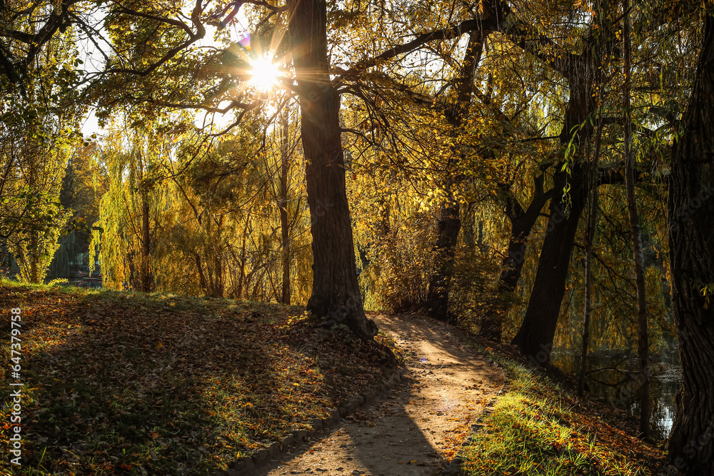 View of beautiful autumn park with trees and fallen leaves at sunset