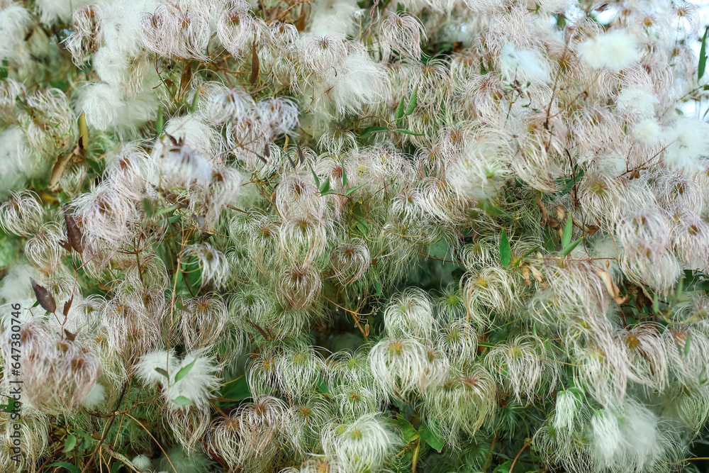 Beautiful plant in autumn park, closeup