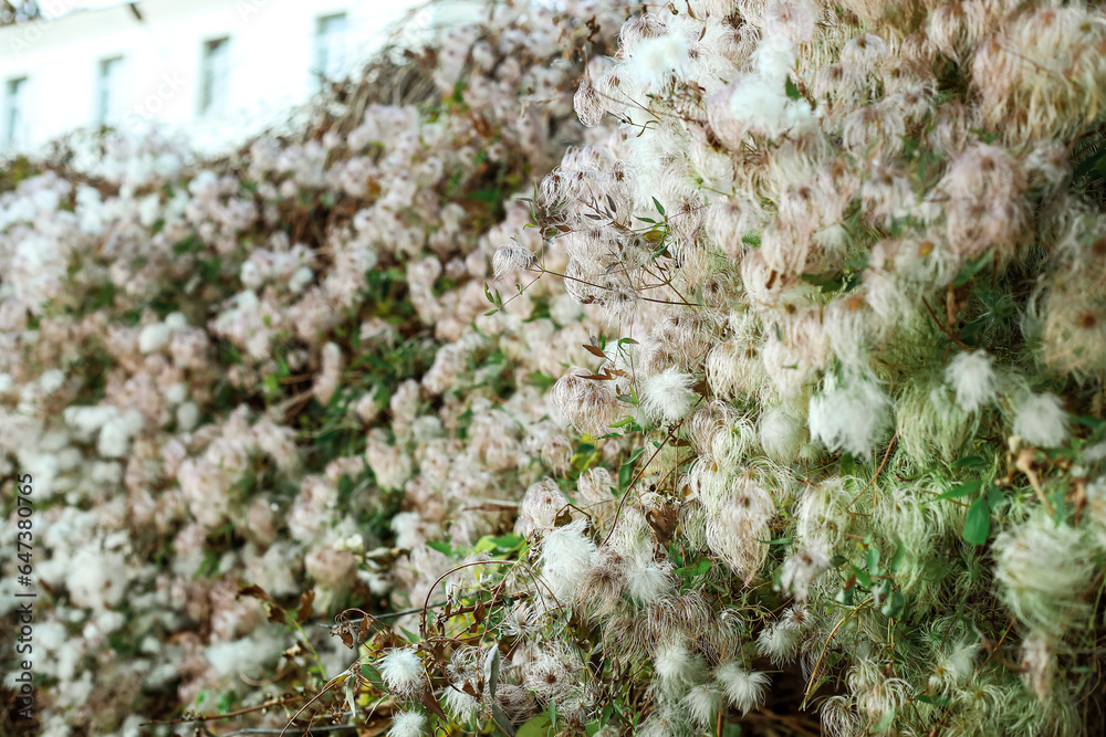 Beautiful plant in autumn park, closeup