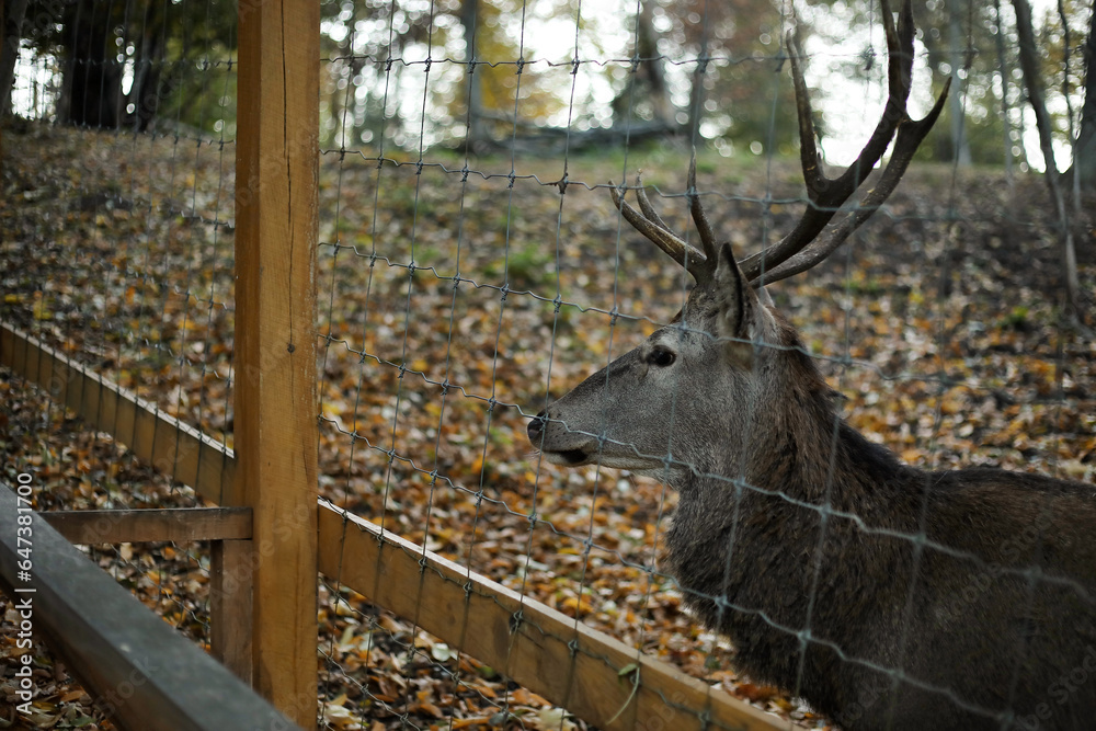 Beautiful deer in autumn park, closeup