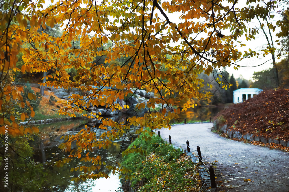 Tree with yellow leaves in autumn park