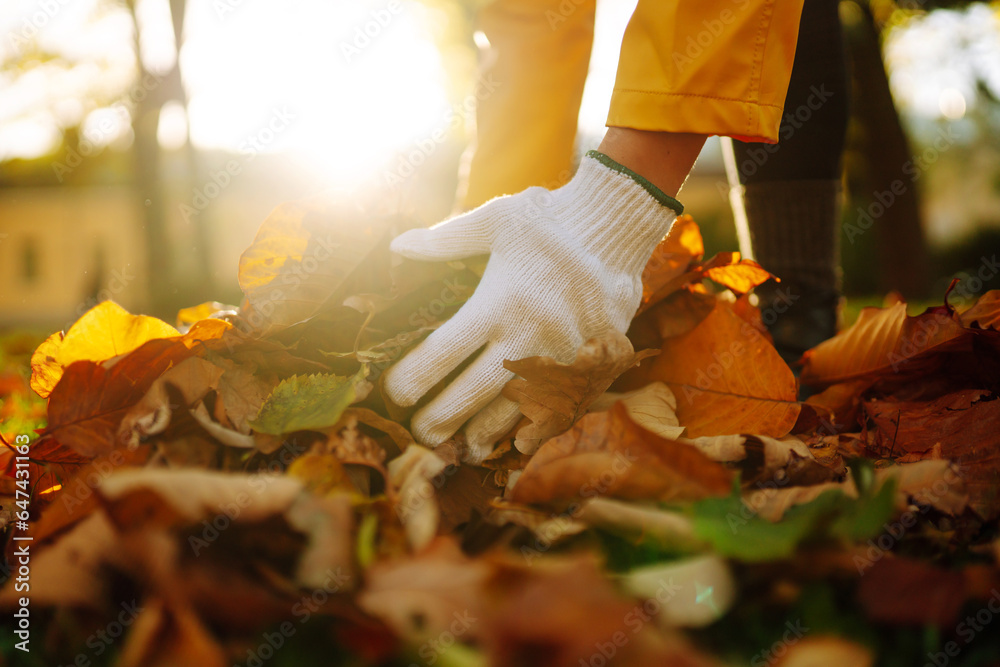 Womens hands in a signet collect fallen leaves in an autumn park at sunset. A woman volunteer clean