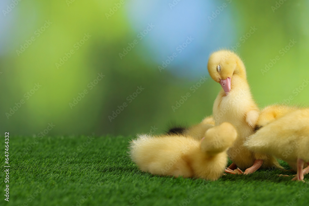 Cute fluffy ducklings on artificial grass against blurred background, space for text. Baby animals