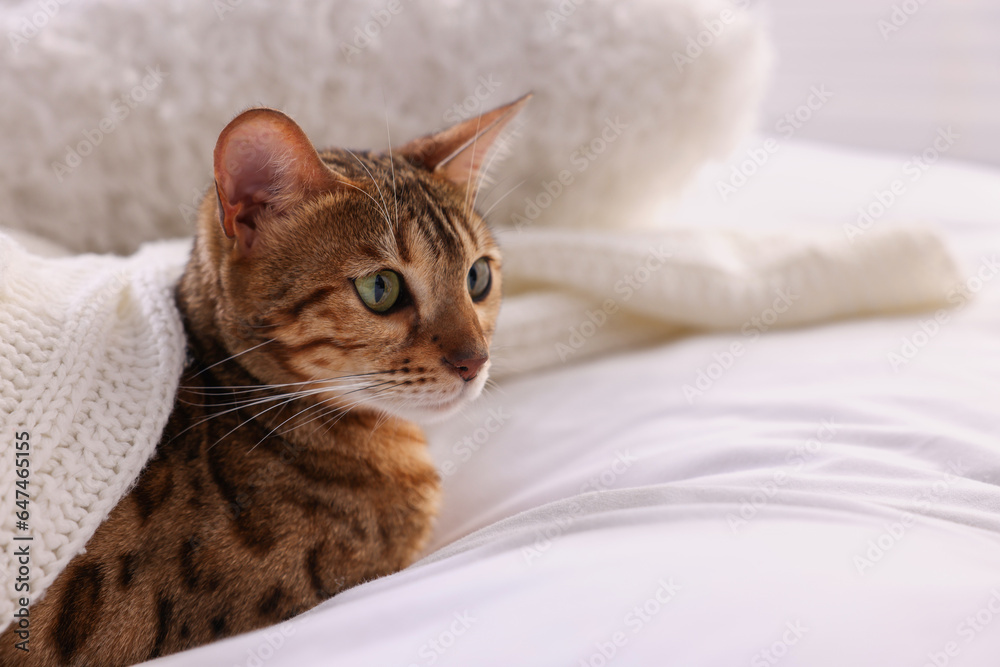 Cute Bengal cat lying on bed at home, closeup and space for text. Adorable pet