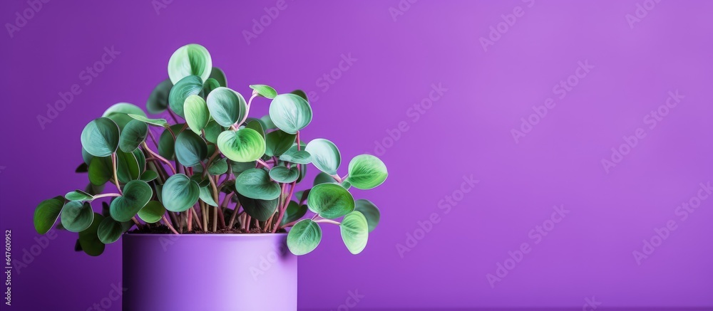 Close up of a green plant on a purple background Peperomia prostrata