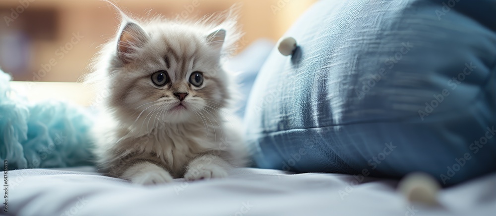 Adorable Persian kitten playing together indoors