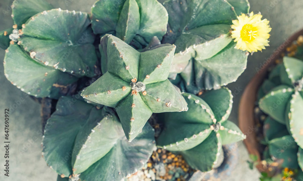 Flower on top of a Green Cactus in the Desert