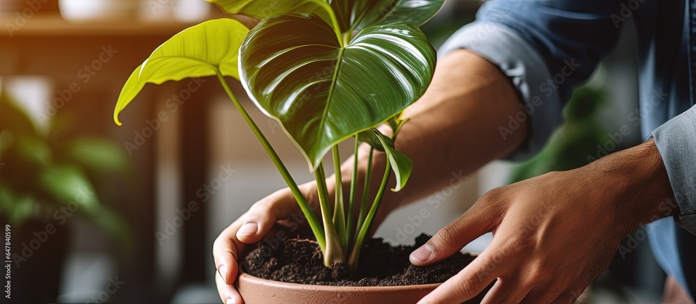 Moving a Philodendron verrucosum plant to a larger pot indoors close up of hands caring for the pott