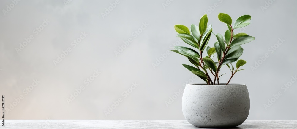 Minimalistic flowerpot made of gray concrete showcasing creative composition with a touch of natural