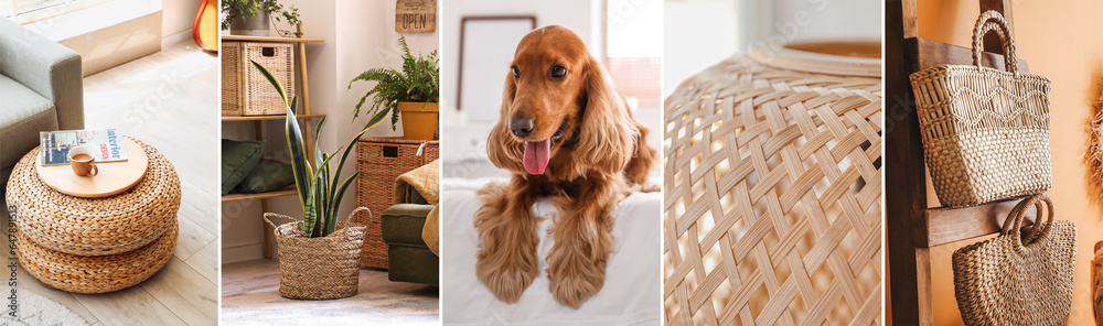 Collage of stylish rattan furniture, accessories, modern living room interior and cute dog