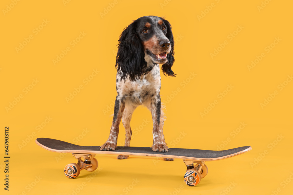 Cute cocker spaniel with skateboard on yellow background