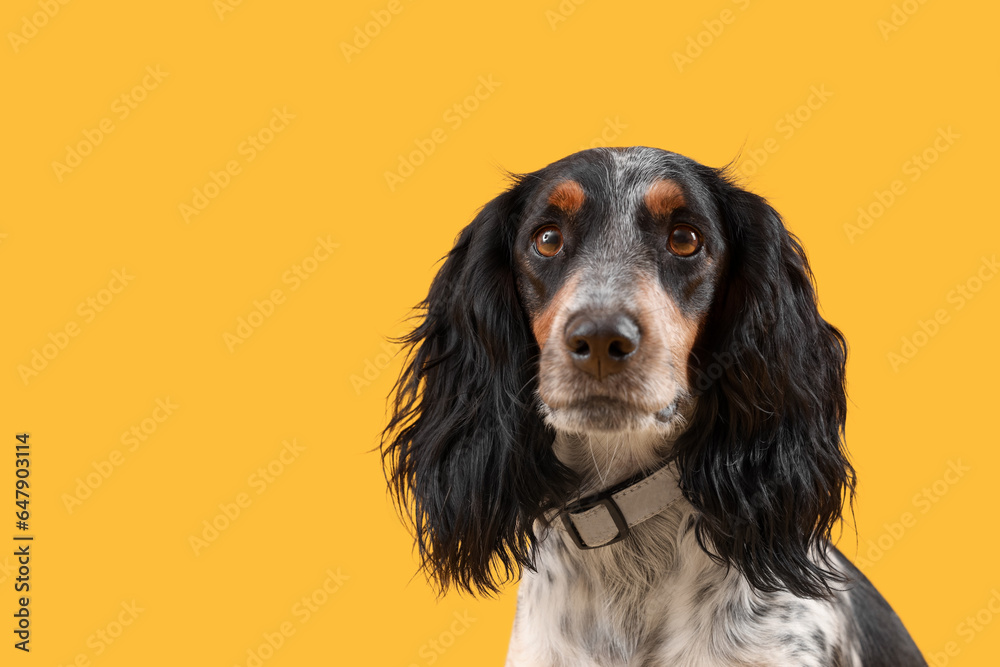 Portrait of cute cocker spaniel on yellow background