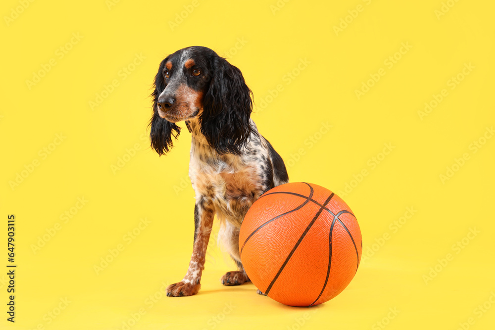 Cute cocker spaniel with ball sitting on yellow background