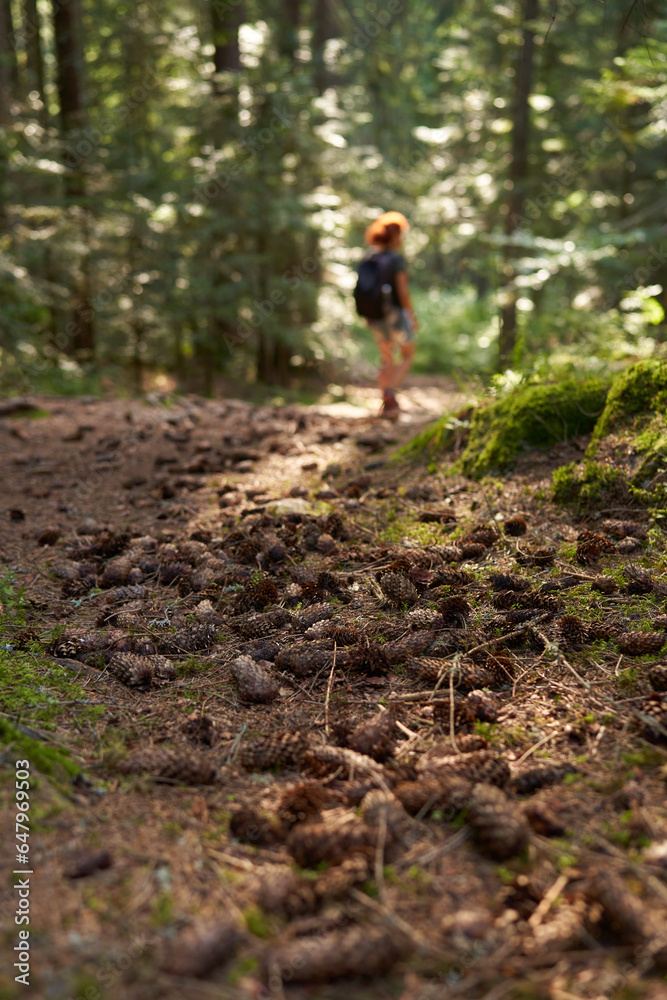 Woman hiker in the pine forest