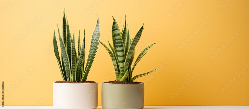 Sansevieria clundrica is a hard leaved ornamental plant with a distinct shape and pointed tip also known as mother in law s tongue or snake plant