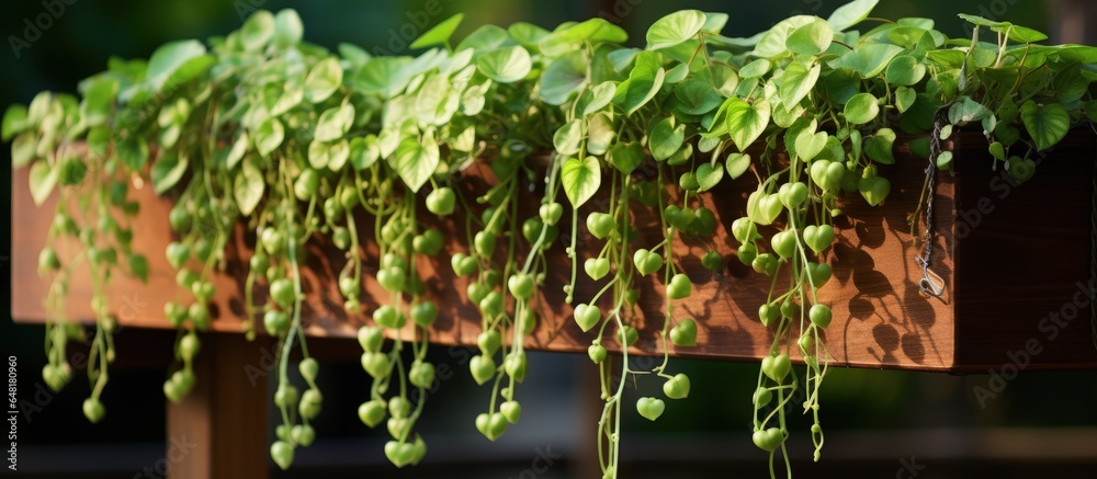 Variegated Ceropegia woodii heart shaped succulent