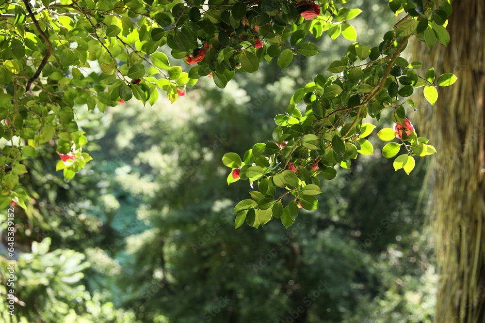 Beautiful green tree with blooming flowers outdoors