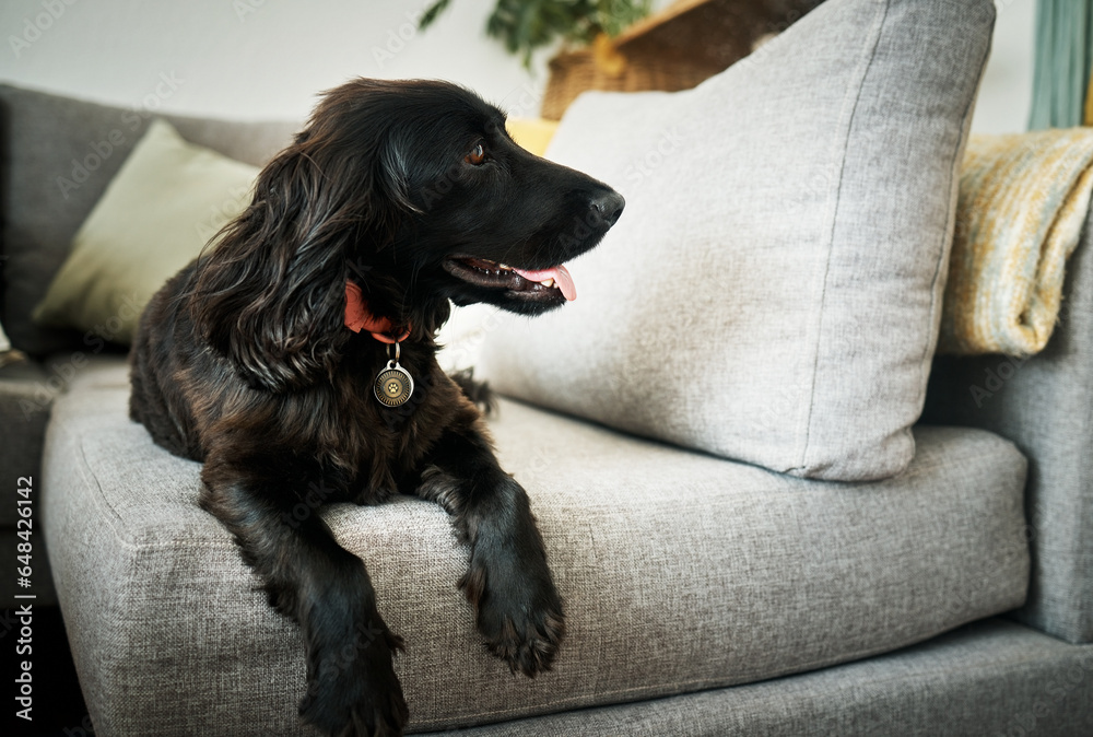 Relax, loyalty and a dog on a sofa in the living room of their home as a domestic pet or companion. Couch, lounge and a cute cocker spaniel waiting in a house with trust while lying on furniture