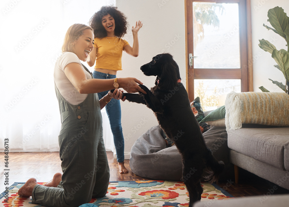 Teaching, trick and woman with a dog in home, living room and celebration of learning, development or growth in apartment. Training, pet and people in house with cocker spaniel, animal or dancing