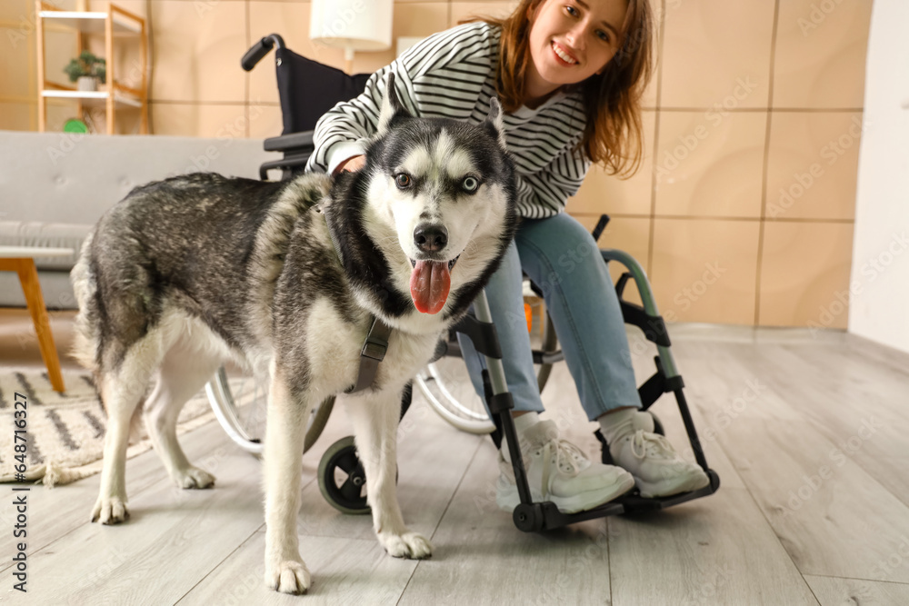 Young woman in wheelchair and with husky dog at home