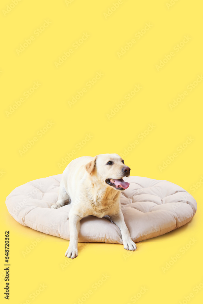 Cute Labrador dog lying on pet bed against yellow background