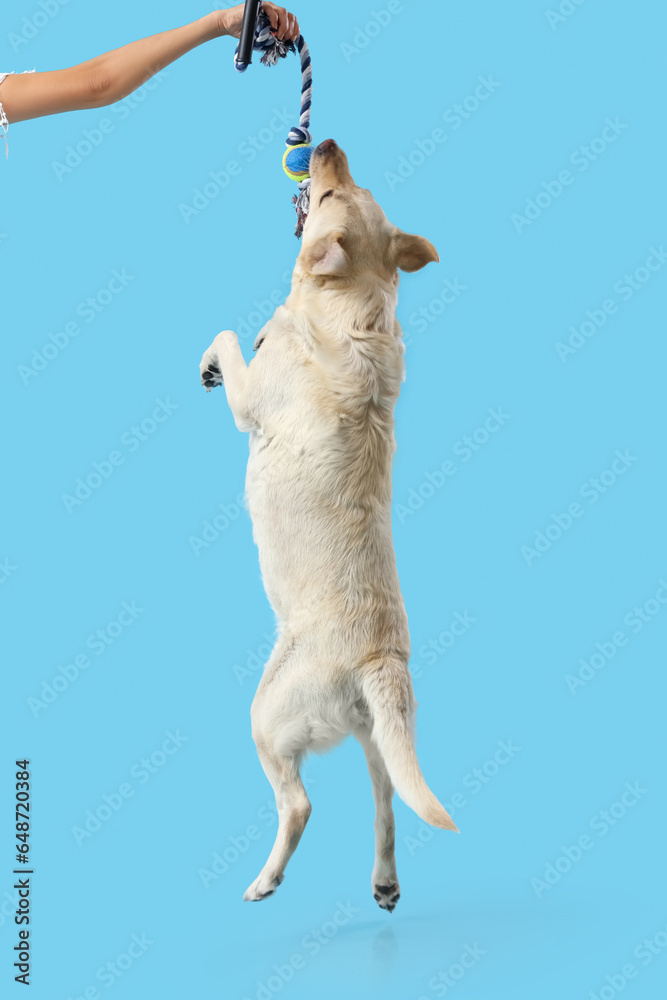 Cute funny Labrador dog jumping on blue background and playing with toy