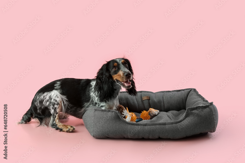 Cute cocker spaniel dog with toy lying on pet bed against pink background