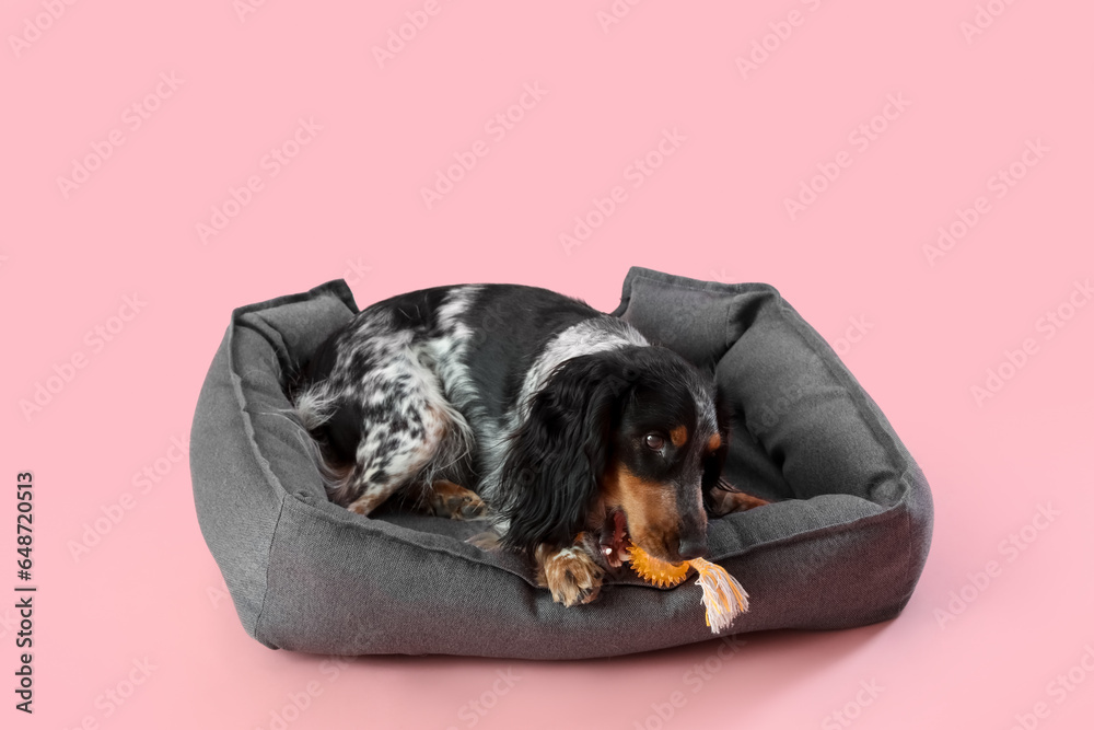 Cute cocker spaniel dog with toy lying on pet bed against pink background