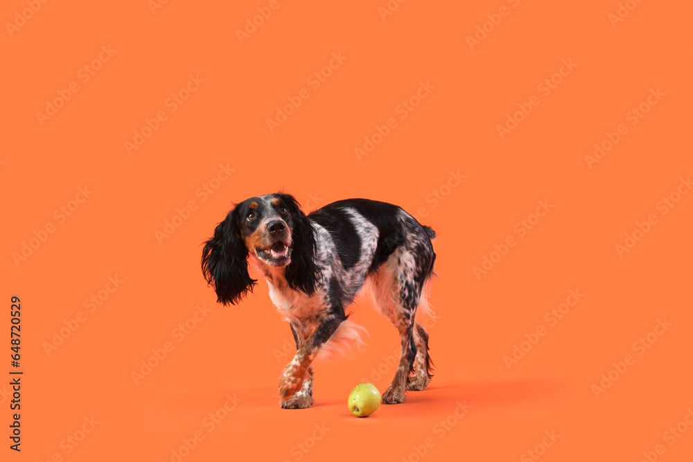 Cute cocker spaniel dog with fresh apple on orange background