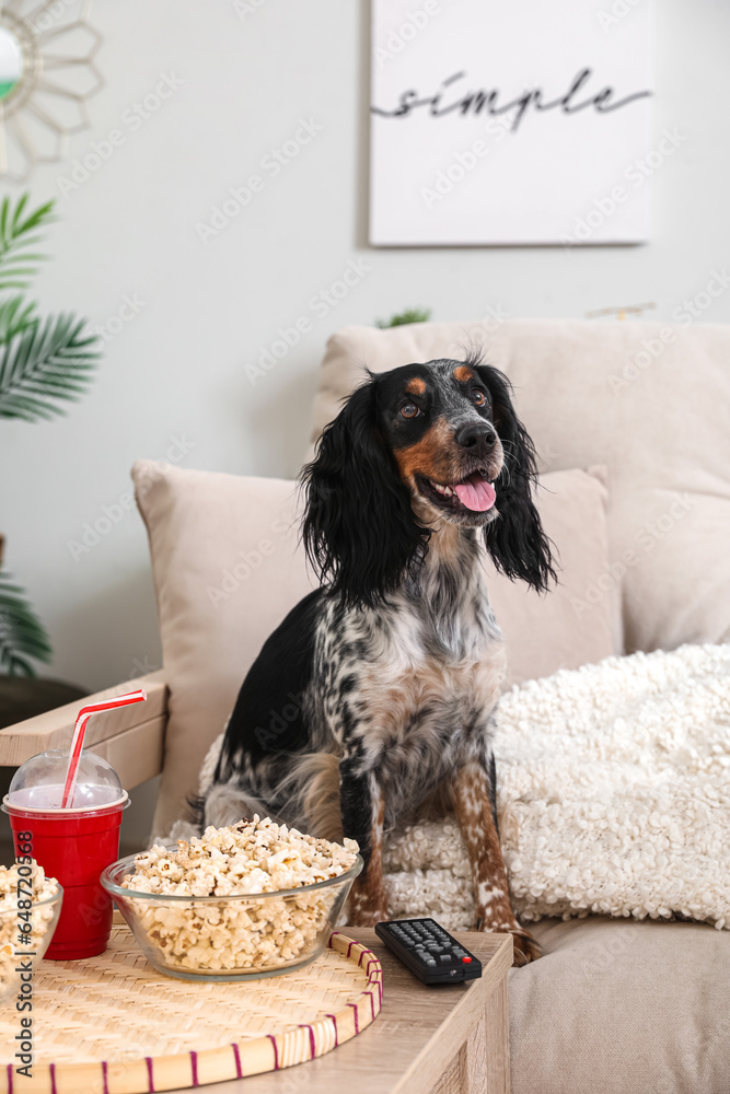 Cute cocker spaniel dog with bowls of popcorn, soda and TV remote sitting on sofa in living room