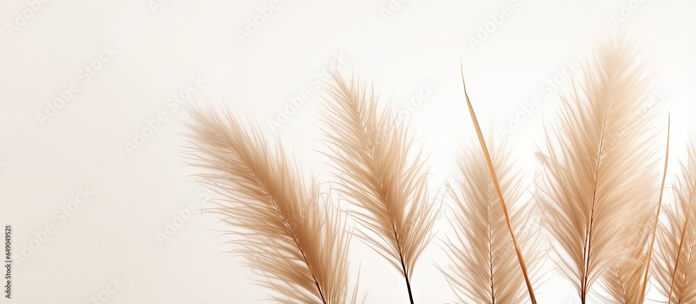 A lone pampas grass branch against a white backdrop