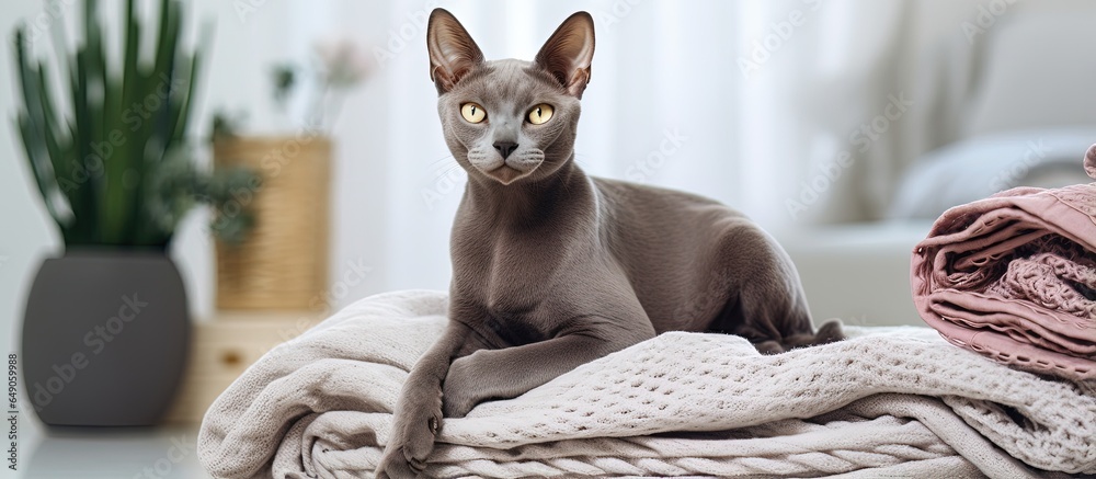 A lovely gray cat Sphinx rests on a bed with a white blanket The cat sits in the bathroom with a white wardrobe and wicker basket