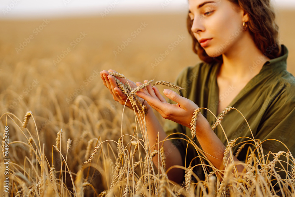 A woman farmer touches golden wheat, analyzes the harvest, checks the quality of the wheat field. Gardener concept. A bountiful harvest.