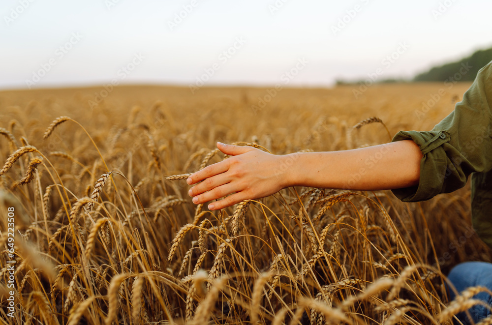 A woman farmer touches golden wheat, analyzes the harvest, checks the quality of the wheat field. Gardener concept. A bountiful harvest.