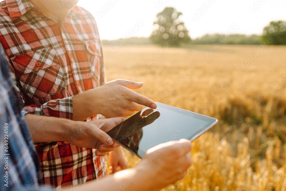 Experienced farmers in a golden wheat field with a modern tablet checking the growth and quality of the crop. Smart farm. Agriculture, business concept.